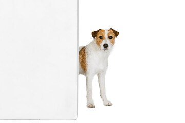 Short-haired Jack russell terrier dog, posing isolated on white background. Concept of animal, breed, vet, health and care