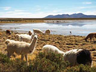 Lama standing in a beautiful South American altiplano landscape