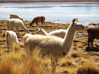 Lama standing in a beautiful South American altiplano landscape