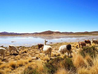 Lama standing in a beautiful South American altiplano landscape