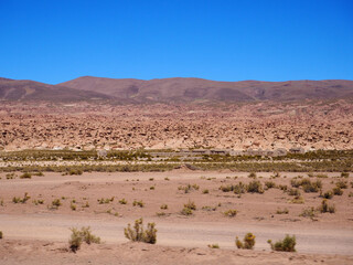 Panoramic view of a track on the altiplano in Bolivia. Lama standing in a beautiful South American altiplano landscape