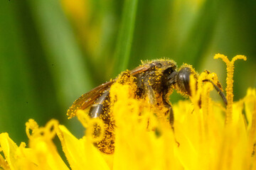Pszczoła na kwiatku podczas pracy  - obrazy, fototapety, plakaty