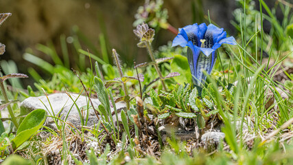 Der gesch&uuml;tzte Fr&uuml;hlings-Enzian, auch Schusternagerl oder Rauchfangkehrer genannt, bl&uuml;hen in den Tiroler Alpen zwischen April und Juni. Die dunkelblauen Bl&uuml;ten sind Farbtupfer in den Gebirgswiesen.