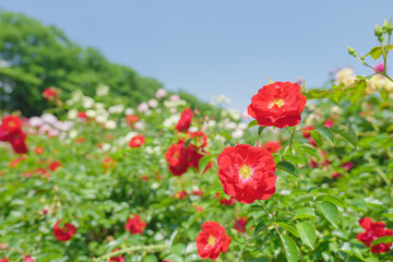 初夏の青空と赤いバラ　与野公園