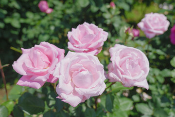 ピンク色の可憐なバラの花　与野公園　5月