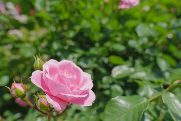 Obraz premium ピンク色の可憐なバラの花 与野公園 5月