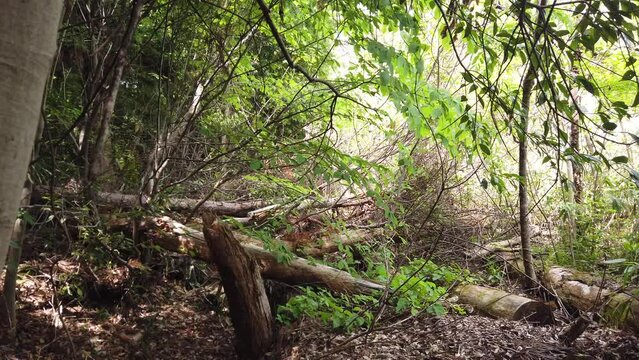 In the deep forest in the mountains of Alba Ward.