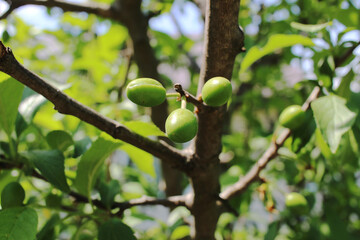 spring tree branches green leaves