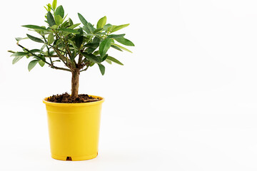 Isolated plant in a pot