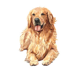 Golden retriever paint. Watercolor hand drawn illustration. Watercolor golden retriever kneeling on the ground layer path, clipping path isolated on white background.