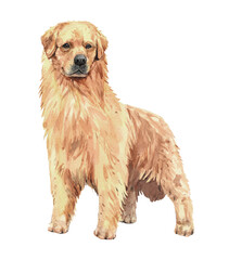 Golden retriever paint. Watercolor hand drawn illustration. Watercolor golden retriever stand layer path, clipping path isolated on white background.