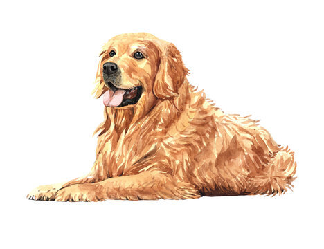 Golden retriever paint. Watercolor hand drawn illustration. Watercolor golden retriever kneeling on the ground layer path, clipping path isolated on white background.