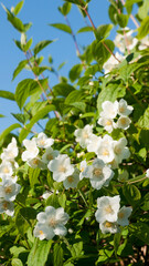 Arbusto verde con flores blancas en racimo