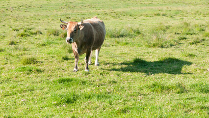 Vaca marrón sola en pradera de hierba verde