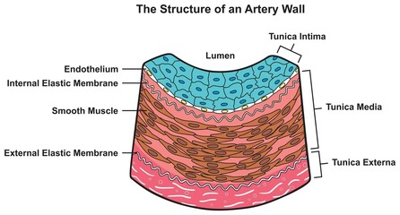 Structure of artery wall infographic diagram for human body biology physiology medical science education cartoon vector drawing chart tunica layers illustration scheme lumen muscle membrane - obrazy, fototapety, plakaty