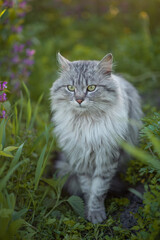 Naklejka na ściany i meble Photo of a beautiful fluffy cat in a spring garden.