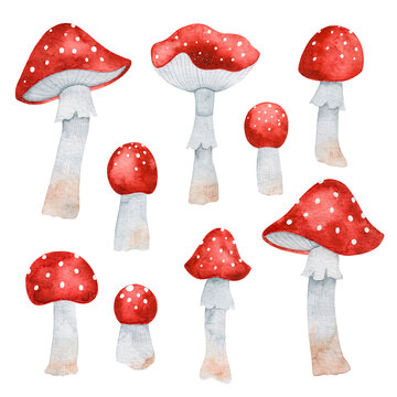 Watercolor set of fly agaric isolated on white background. Red poisonous mushrooms.