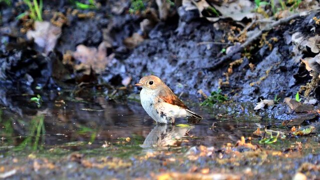 The red-breasted flycatcher bird taking a bath, Ficedula parva