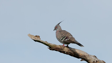a crested pigeon perched in a tree at a wetland