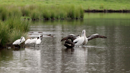 pelican flapping its wings at a wetland