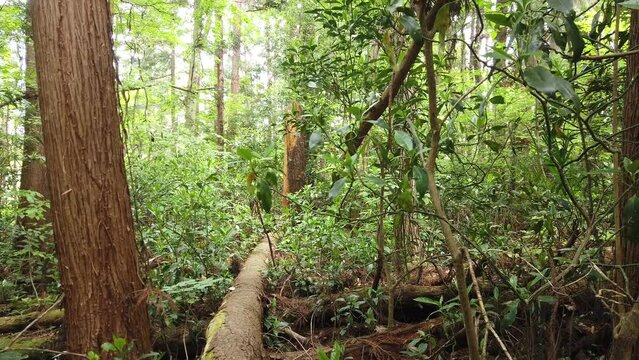 In the deep forest in the mountains of Alba Ward.