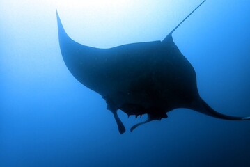 silhouette shot of manta from below