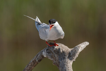 Fototapeta premium Common tern (Sterna hirundo) perched on branch over water