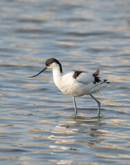 Obraz premium Pied Avocet in water looking for food (Recurvirostra avosetta)