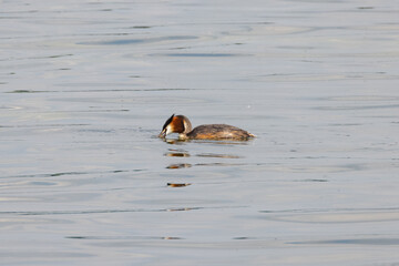 grebe 2