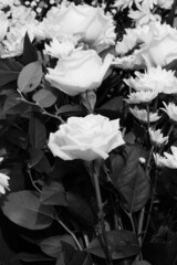 black and white roses