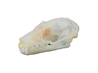 Skull of tropical bat Rousettus leschelnaulti isolated on white. Horror. Taxidermy. 