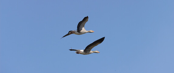 greylags in flight