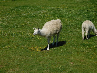 Lama glama genus containing four South American camelids, the wild guanaco and vicuña, and the...