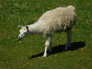 Lama glama genus containing four South American camelids, the wild guanaco and vicuña, and the...