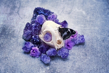 Animal skull, butterfly and quartz minerals on abstract dark background. Amethyst Crystal gemStones...