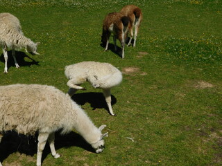 Lama glama genus containing four South American camelids, the wild guanaco and vicuña, and the...