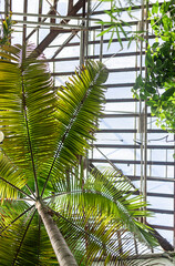 Tropical palm plants in orangery in botanical garden with glass window roof