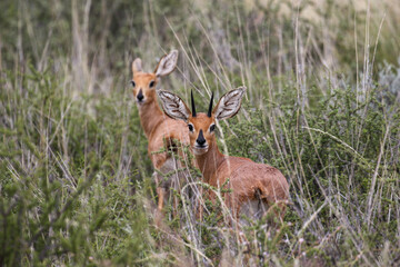 Steenbok couple, Kgalagadi, South Africa