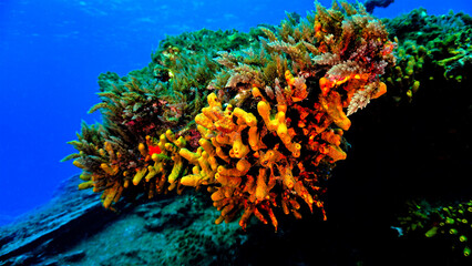 Fototapeta na wymiar Beautiful underwater photo of colorful corals