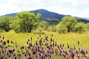 Springtime, purple flowers blooming with green leave trees mountain  cozy view. photo