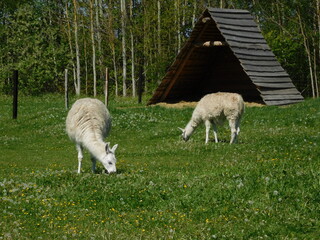 Lama glama genus containing four South American camelids, the wild guanaco and vicuña, and the...