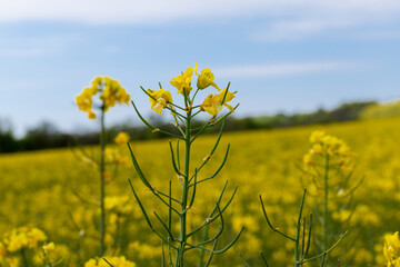Obraz premium Blooming canola field. Rape on the field in summer. Bright Yellow rapeseed oil. Flowering rapeseed. with blue sky and clouds