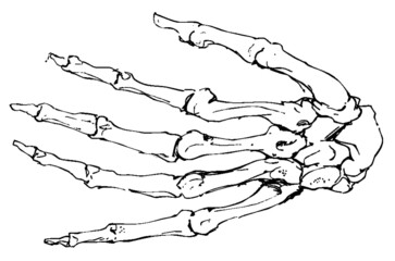Hand drawn pen and ink study of the anatomy of the human hand - vectorised in PS