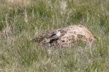 wheatear 1