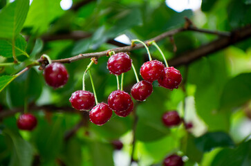 Fruits in orchard. Cherry after rain, drop of water