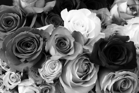 bouquet of roses in black and white monochrome 