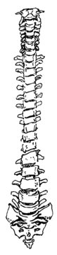Hand drawn pen and ink study of the human ribcage and spine - vectorised in PS