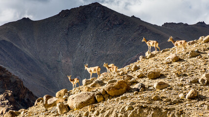 Himalaya blauwe schapen, Ladakh Urial op de bergkam in Ladakh, India. Dieren in het wild van Ladakh