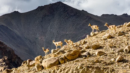 Papier Peint photo autocollant Kangchenjunga Mouton bleu de l& 39 Himalaya, Ladakh Urial sur la crête au Ladakh, Inde. Faune du Ladakh