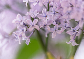 Fototapeta na wymiar bright spring flowers. soft purple lilac. Photo wallpapers
